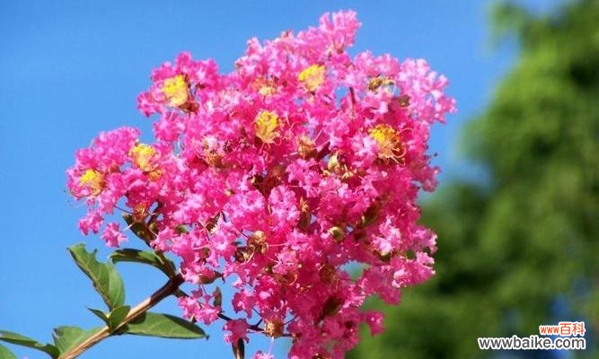 深情款款的凝望 无法言说的爱——以什么花的花语为主题的文章