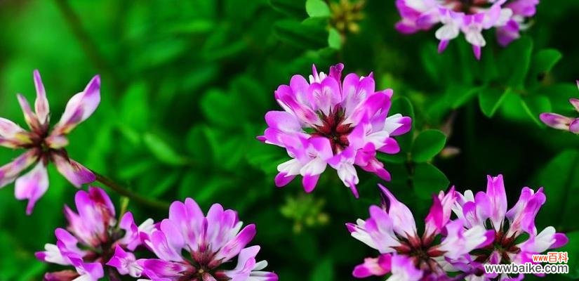 传递希望与温暖的康乃馨花语 希望之花——康乃馨的花语