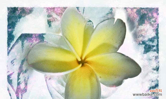 传递希望与温暖的康乃馨花语 希望之花——康乃馨的花语