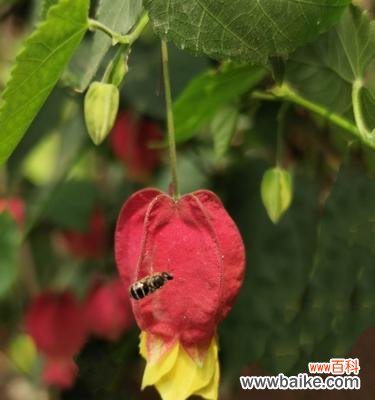 用红掌诠释真正的奉献精神 无私奉献的花语——红掌
