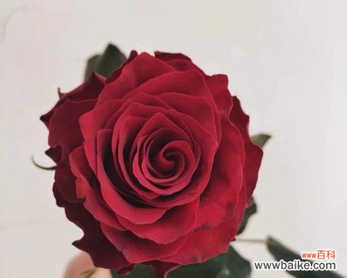 用花语传递爱意 以玫瑰花的花语为主题，写一个表达喜欢的故事