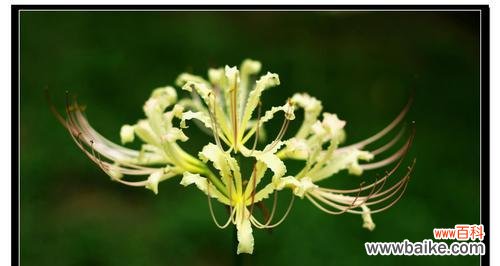 花开心情 以雏菊的花语为主题——希望你开心