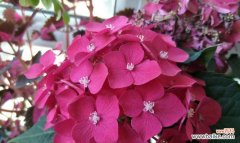 花开心情 以雏菊的花语为主题——希望你开心