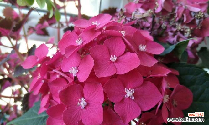 花开心情 以雏菊的花语为主题——希望你开心