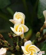 向日葵的花语和象征意义 阳光带来希望的花语——向日葵