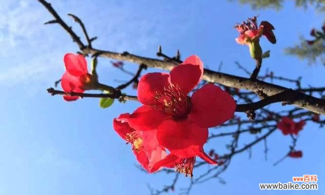 向日葵的花语和象征意义 阳光带来希望的花语——向日葵