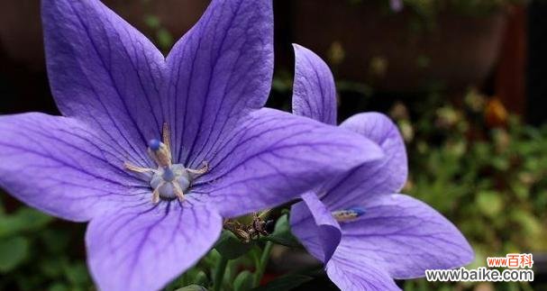 用紫罗兰传递思念与温馨之情 紫罗兰的花语是想念你