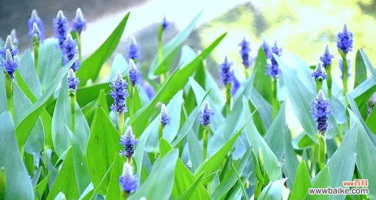 用紫罗兰传递思念与温馨之情 紫罗兰的花语是想念你