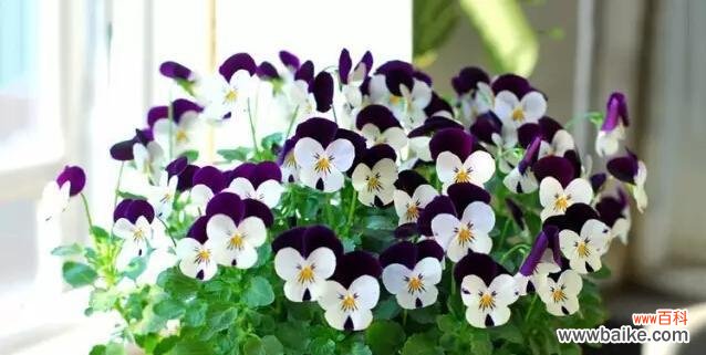 一缕思念 忆绒花的思念