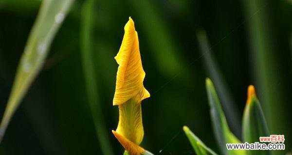 以什么花的花语是想你了 以什么花的花语是想你了