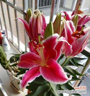 揭示红色百合花的神秘内涵 红色百合花的花语和寓意