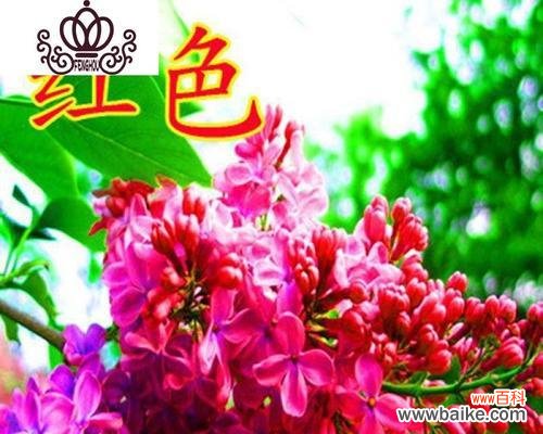 爱的勇气与等待 红色丁香花语解读——爱情的奋斗与执着