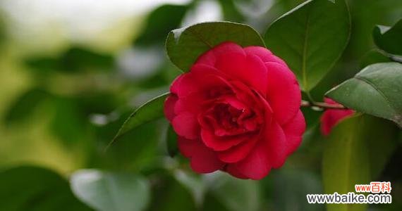 爱的勇气与等待 红色丁香花语解读——爱情的奋斗与执着