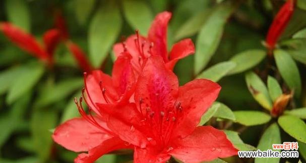 赋予生命以激情与坚韧 红色杜鹃花的寓意与象征