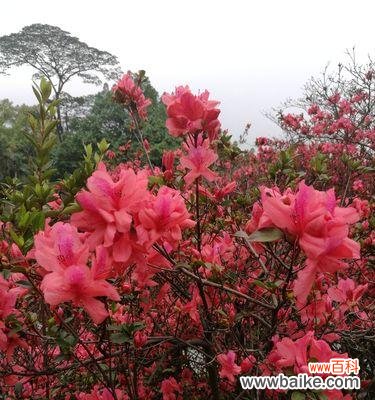 赋予生命以激情与坚韧 红色杜鹃花的寓意与象征