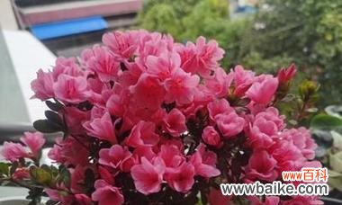 赋予生命以激情与坚韧 红色杜鹃花的寓意与象征