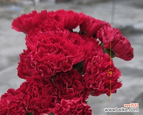 红色康乃馨花语的表达方式与传递的情感 红色康乃馨花语揭示的情感与意义