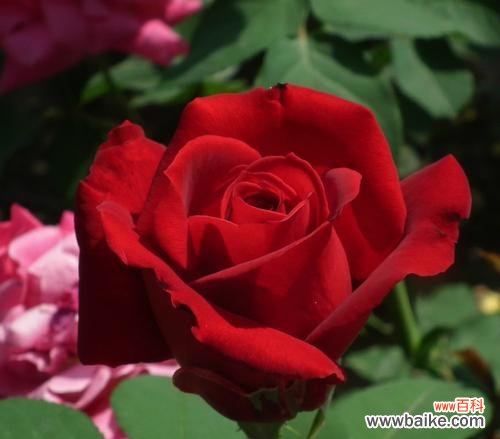 红色月季花的美丽和深意 红色月季花的寓意与象征