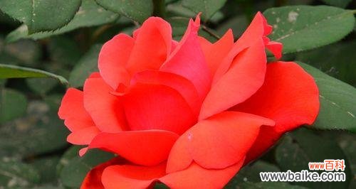 红色月季花的美丽和深意 红色月季花的寓意与象征