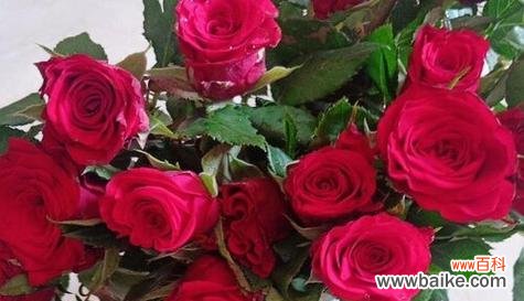 探寻红色玫瑰花的浪漫与激情 红色玫瑰花的象征意义
