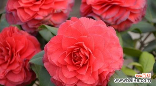 揭秘红色山茶花的隐含信息和情感表达 红色山茶花的花语和代表意义