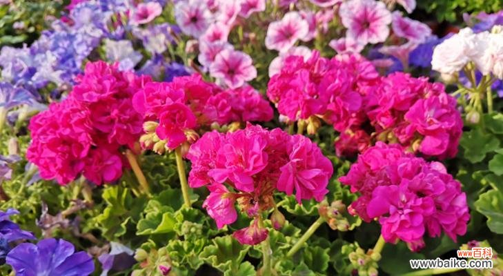 揭示红色天竺葵的丰富内涵 红色天竺葵的花语与寓意