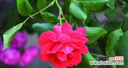 探寻红色月季花的深意 红色月季花的寓意与象征