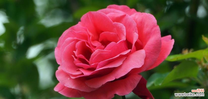 探寻红色月季花的深意 红色月季花的寓意与象征