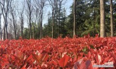 探索红叶石楠在风水中的象征意义与摆放方法 红叶石楠的风水寓意和摆放位置