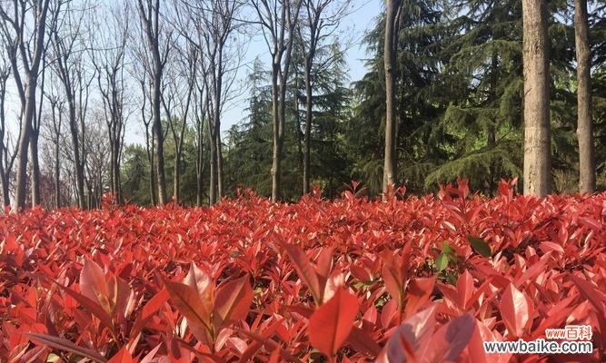 探索红叶石楠在风水中的象征意义与摆放方法 红叶石楠的风水寓意和摆放位置