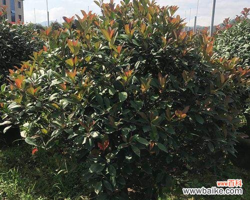 探索红叶石楠在风水中的象征意义与摆放方法 红叶石楠的风水寓意和摆放位置