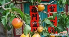 探索红杏在十二生肖中的象征意义 红杏代表什么生肖