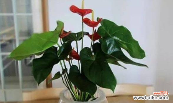 红掌之美 红掌风水之道