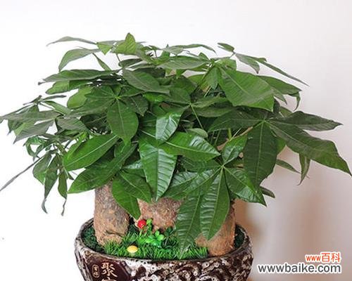 红掌之美 红掌风水之道