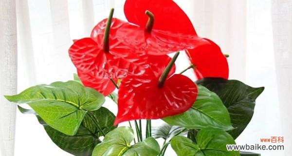 红掌之美 红掌风水之道