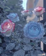 探寻孔雀芦荟的花语之美，揭示其背后的勇气和独特性 孔雀芦荟的花语