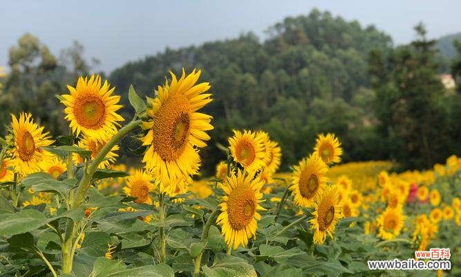 以何种花为主题?阳光的鲜花怒放 阳光绽放——向阳而生的花语