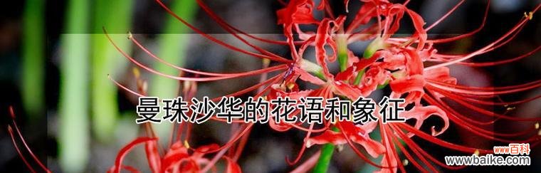 百合花的深刻寓意和象征意义 永不再见——百合花的花语