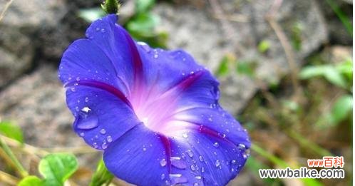 永远别离的寓意与情感传达 永别的花语——以百合花为主题的文章