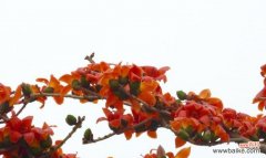 蓝色紫罗兰花语 以蓝色紫罗兰花语为主题的英雄之花