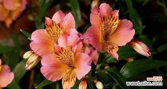 用花语传递信任的深刻含义 信任之花的花语及其意义