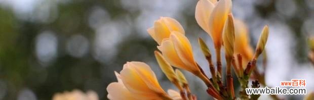 红掌花 幸运成功的花语——红掌花