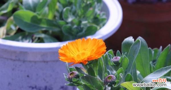 以向日葵为主题的花语解读 阳光花语,美好生活的象征