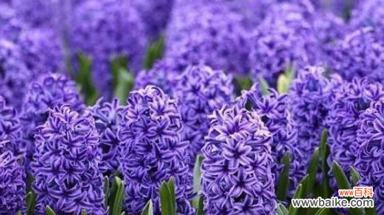 以蔷薇花为例 花语揭示虚伪的真相