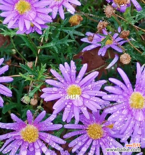 以蔷薇花为例 花语揭示虚伪的真相