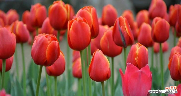 以百合花的花语描绘真挚友情 永恒友谊，花开不败