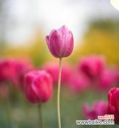 以百合花的花语描绘真挚友情 永恒友谊，花开不败