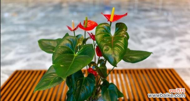 红掌花开的丰富内涵和深远意义 红掌花语——花开寓意与象征