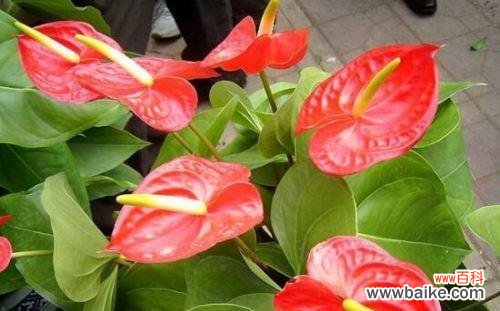 红掌花开的丰富内涵和深远意义 红掌花语——花开寓意与象征