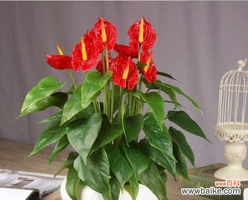 红掌花开的丰富内涵和深远意义 红掌花语——花开寓意与象征